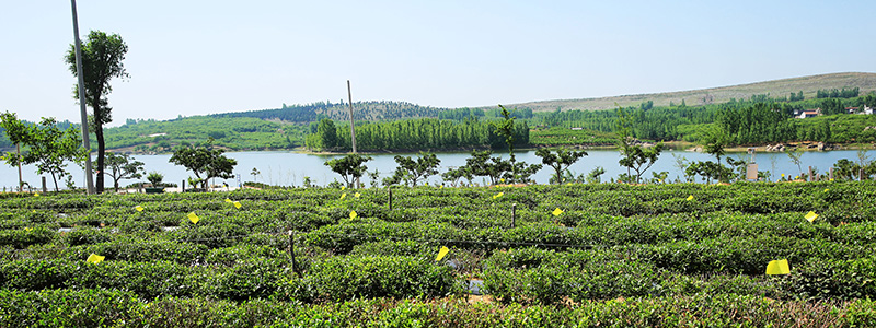 茶厂风光