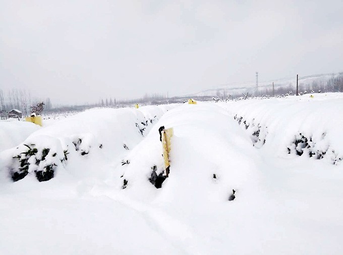 稻港水库茶园基地冬日雪景