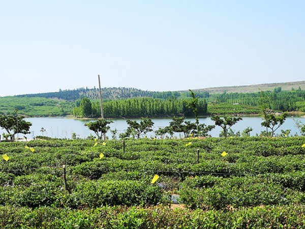 茶厂风光