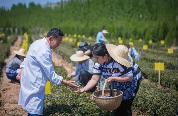 沂蒙雪尖采摘现场