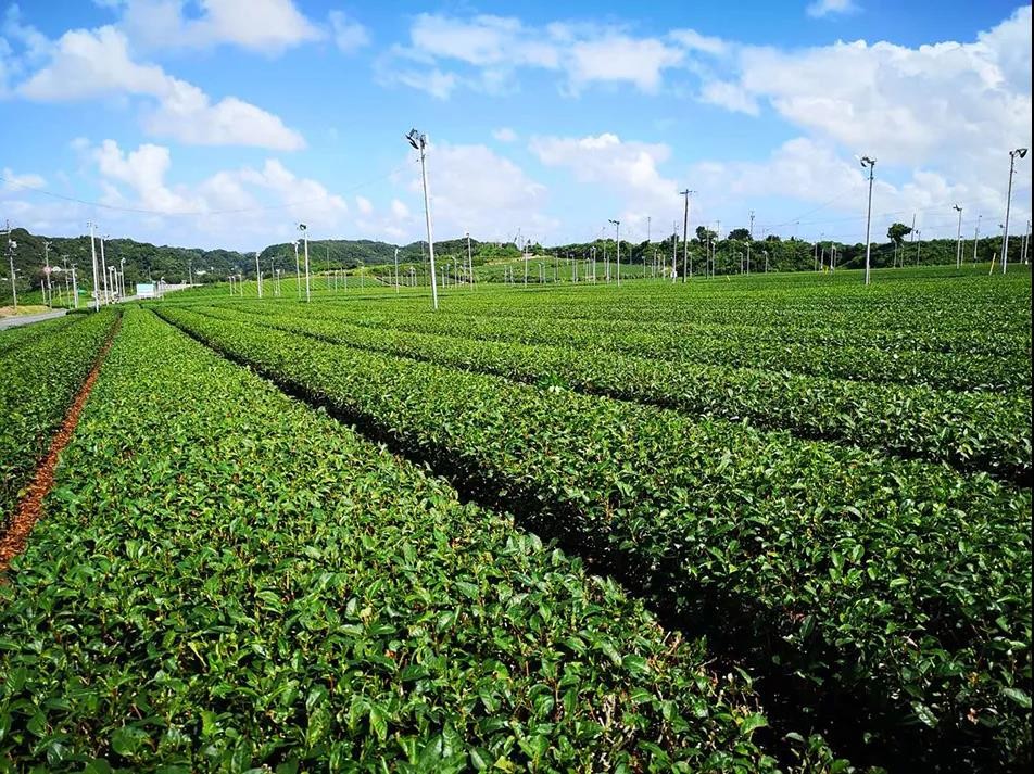 静冈茶厂